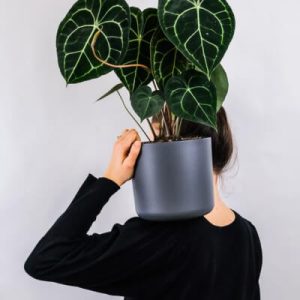plants store gallery img 1